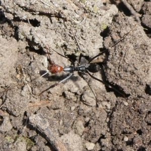 Leptomyrmex erythrocephalus at QPRC LGA - suppressed