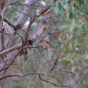 Petroica boodang at Namadgi National Park - 10 May 2024 10:45 AM