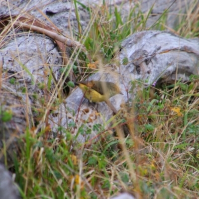 Acanthiza reguloides (Buff-rumped Thornbill) at Tharwa, ACT - 10 May 2024 by MB