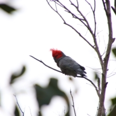 Callocephalon fimbriatum (Gang-gang Cockatoo) at Namadgi National Park - 10 May 2024 by MB