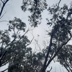 Callocephalon fimbriatum at Namadgi National Park - suppressed