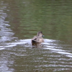 Anas gracilis (Grey Teal) at Tharwa, ACT - 10 May 2024 by MB