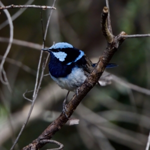 Malurus cyaneus at Namadgi National Park - 28 Feb 2024 04:00 PM