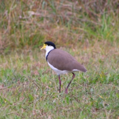 Vanellus miles (Masked Lapwing) at Namadgi National Park - 10 May 2024 by MB