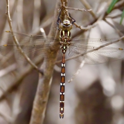 Austroaeschna pulchra (Forest Darner) at Namadgi National Park - 28 Feb 2024 by KorinneM