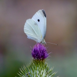 Pieris rapae at Namadgi National Park - 28 Feb 2024