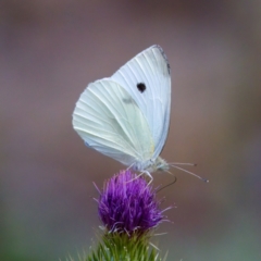 Pieris rapae at Namadgi National Park - 28 Feb 2024 04:20 PM