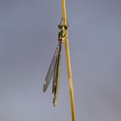 Synlestes weyersii (Bronze Needle) at Namadgi National Park - 28 Feb 2024 by KorinneM