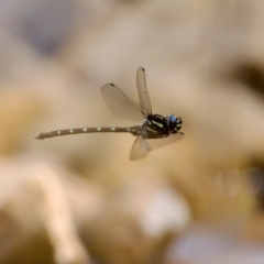 Austroaeschna pulchra (Forest Darner) at Namadgi National Park - 28 Feb 2024 by KorinneM