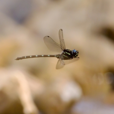 Austroaeschna pulchra (Forest Darner) at Cotter River, ACT - 28 Feb 2024 by KorinneM