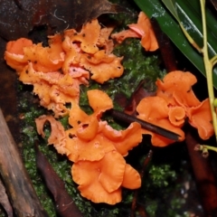 Cantharellus sp. at ANBG - 10 May 2024 12:21 PM