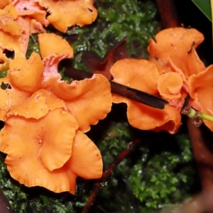 Cantharellus sp. at ANBG - 10 May 2024 12:21 PM