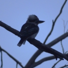 Dacelo novaeguineae (Laughing Kookaburra) at Ikara-Flinders Ranges National Park - 3 May 2024 by Mike