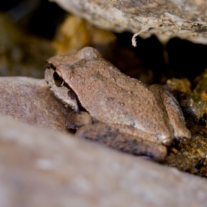 Litoria lesueuri at Namadgi National Park - 28 Feb 2024