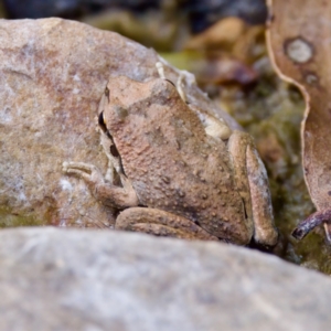 Litoria lesueuri at Namadgi National Park - 28 Feb 2024 05:30 PM