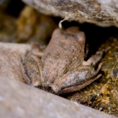 Litoria lesueuri at Namadgi National Park - 28 Feb 2024 05:30 PM