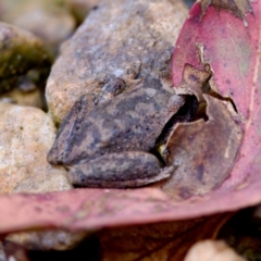 Litoria lesueuri at Cotter River, ACT - 28 Feb 2024 by KorinneM