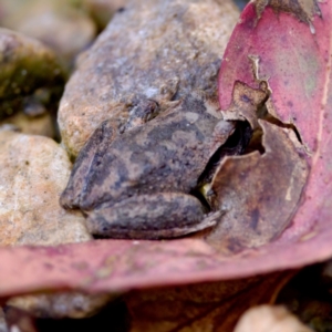 Litoria lesueuri at Namadgi National Park - 28 Feb 2024 05:32 PM