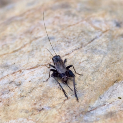 Nemobiinae sp. (sub-family) at Cotter River, ACT - 28 Feb 2024 by KorinneM