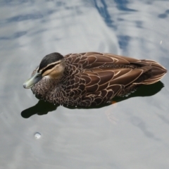 Anas superciliosa (Pacific Black Duck) at Wellington National Park - 10 Apr 2018 by MB