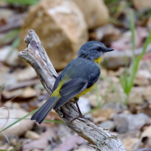 Eopsaltria australis at Namadgi National Park - 28 Feb 2024 05:46 PM