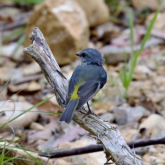 Eopsaltria australis at Namadgi National Park - 28 Feb 2024 05:46 PM