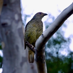 Ptilonorhynchus violaceus (Satin Bowerbird) at Cotter River, ACT - 28 Feb 2024 by KorinneM