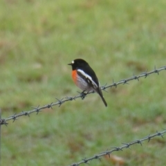 Petroica boodang (Scarlet Robin) at East Nannup, WA - 14 Apr 2018 by MB