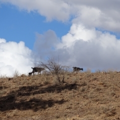 Capra hircus (Wild Goat) at Alpana, SA - 3 May 2024 by Mike