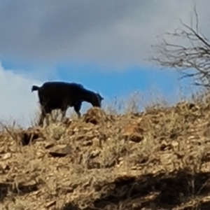 Capra hircus at Alpana, SA - 3 May 2024 02:40 PM