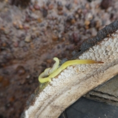 Unidentified Other Invertebrate at Tingledale, WA - 22 Apr 2018 by MB