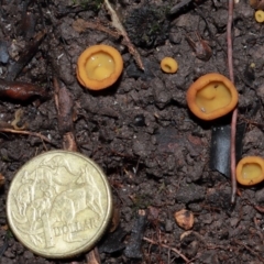 Aleurina ferruginea at ANBG - 10 May 2024 12:05 PM