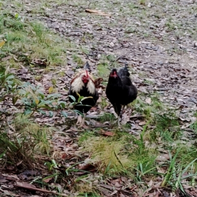 Gallus gallus (Red Junglefowl (Domestic)) at Bodalla State Forest - 9 May 2024 by Teresa