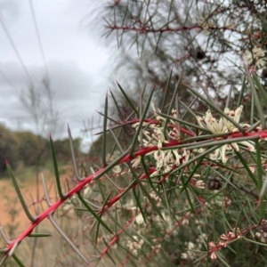 Hakea decurrens subsp. decurrens at Mount Ainslie - 10 May 2024