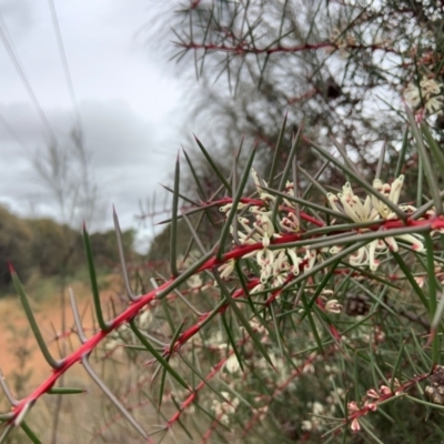 Unidentified Other Shrub at Mount Ainslie - 10 May 2024 by ABeek