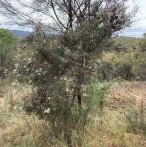 Hakea decurrens subsp. decurrens at Mount Ainslie - 10 May 2024