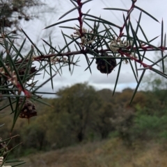 Hakea decurrens subsp. decurrens at Mount Ainslie - 10 May 2024