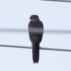 Tachyspiza fasciata (Brown Goshawk) at Umbagong District Park - 27 Feb 2024 by KorinneM