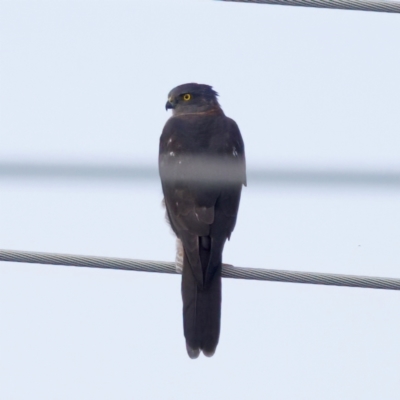 Accipiter fasciatus (Brown Goshawk) at Umbagong District Park - 27 Feb 2024 by KorinneM