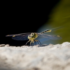 Austrogomphus guerini (Yellow-striped Hunter) at Latham, ACT - 27 Feb 2024 by KorinneM