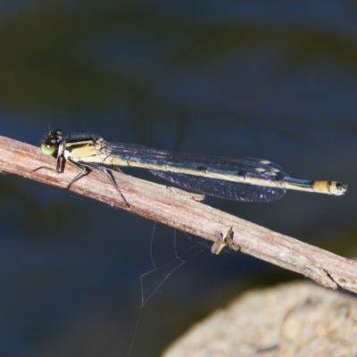 Ischnura heterosticta (Common Bluetail Damselfly) at Umbagong District Park - 27 Feb 2024 by KorinneM