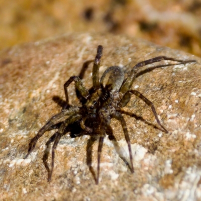 Lycosidae (family) at Cotter River, ACT - 9 Mar 2024 by KorinneM