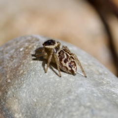 Maratus griseus at suppressed - 9 Mar 2024 by KorinneM