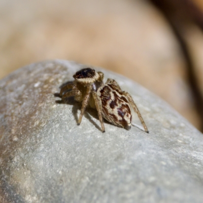 Maratus griseus at Namadgi National Park - 9 Mar 2024 by KorinneM