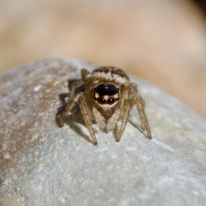 Maratus griseus at Namadgi National Park - 9 Mar 2024 03:56 PM