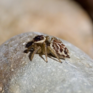 Maratus griseus at Namadgi National Park - 9 Mar 2024