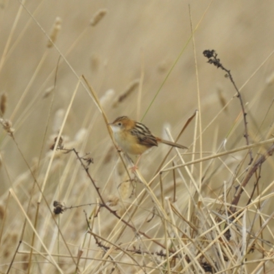 Cisticola exilis (Golden-headed Cisticola) at Kambah, ACT - 10 May 2024 by HelenCross