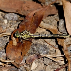 Austrogomphus guerini at Namadgi National Park - 9 Mar 2024 04:38 PM