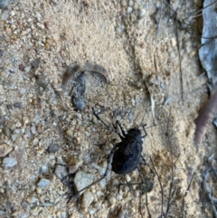 Acripeza reticulata at Kambah, ACT - 6 May 2024 11:43 AM