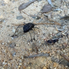 Acripeza reticulata at Kambah, ACT - 6 May 2024